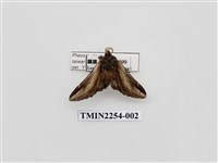 藏品(臺劍舟蛾)的圖片